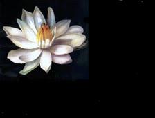 Lotus Helsecenter