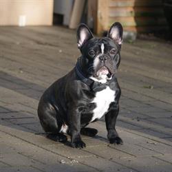 Maj, Kennel