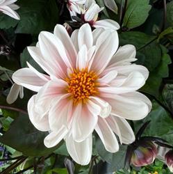 Klokkeblomst Brønshøj