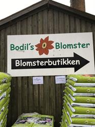 Bodil's Blomster & Planteskole