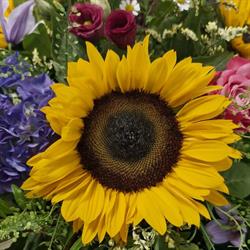 Frøken Fin Blomster