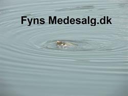 Fyns Medesalg