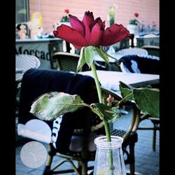 Cafe Moccador