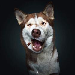 Fodertilhundogkat.dk