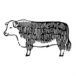 A Hereford Beefstouw