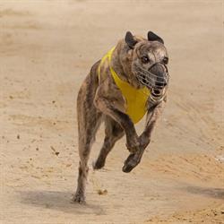 Midtjysk Greyhound Stadion
