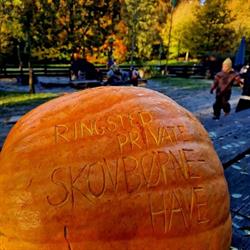 Ringsted Skovbørnehave