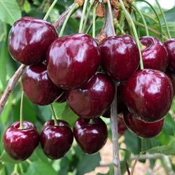 Frugtplantagen Strandlyst