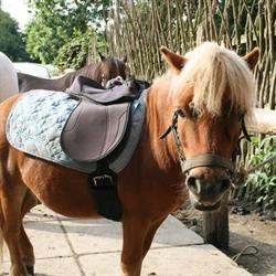 Fortunens Ponycenter