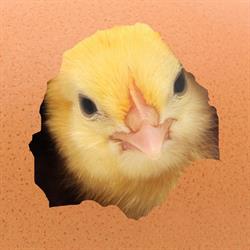 Pladsmangel