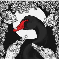Sorte Svane / Black Swan ApS