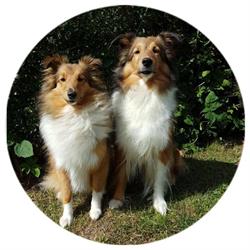 The Dreams Hundesalon v/Helena Aaris-Larsen