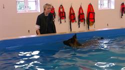 Frederikssund Hundecenter v/Tina Vibeke Rasmussen