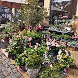 Blomstergalleriet Watz v/Trine Watz Helleland, Trine Watz