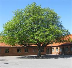 Blåvandshuk Skole