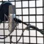Voice-over / stemmer