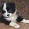 Hundefoder leveret