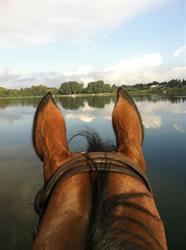 Healthy Horse