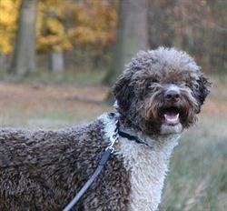 Mettes Hundesalon
