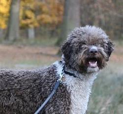 Mettes Hundesalon