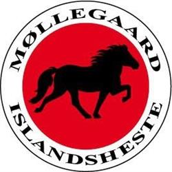 Møllegaard Islandsheste