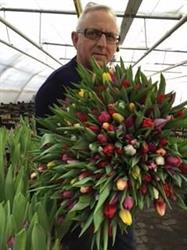 Tulipangaarden
