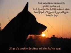 Egely Hunde