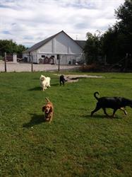 Guldlund Hundecenter