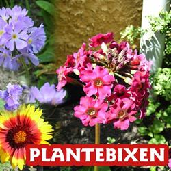 Plantebixen