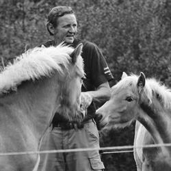 Stutteri Åtte - Opdræt og salg af haflinger