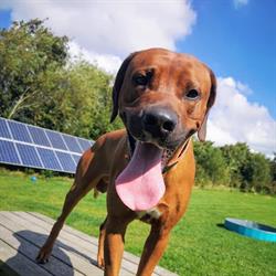 Den Lille Hundepension