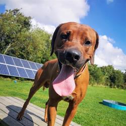 Den Lille Hundepension