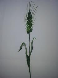 Jens Lübeck Agro ApS