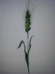 Jens Lübeck Agro ApS