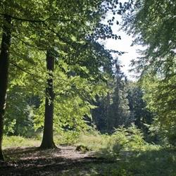 Stenholdt ApS