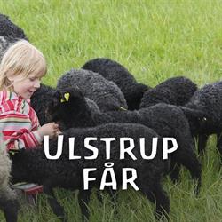 Ulstrup Får
