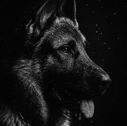 Kennel Ny Hund