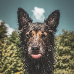 Vi passer hund