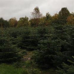 Skuderløse juletræssalg