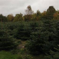 Skuderløse juletræssalg