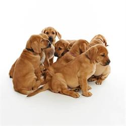 Kennel Landkilden - Opdræt af Broholmer