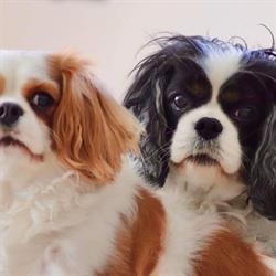 Hundeparadiset.dk