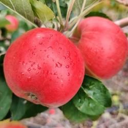 Egeby Frugtplantage