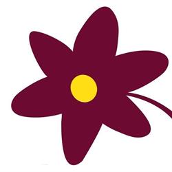 Anemonen
