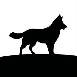 Kennel Bohemian Shepherd