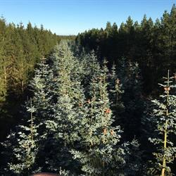 Bøggild og Rasmussen