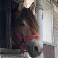 Karuplund Ridecenter midt Sj.