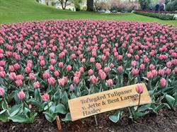 Toftegaard Tulipaner