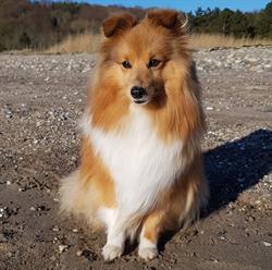 Ruggaards Hundesalon
