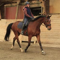 Sunde & holdbare rideheste v/Jeannette Glerup